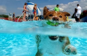 Открыт первый в мире аквапарк для собак